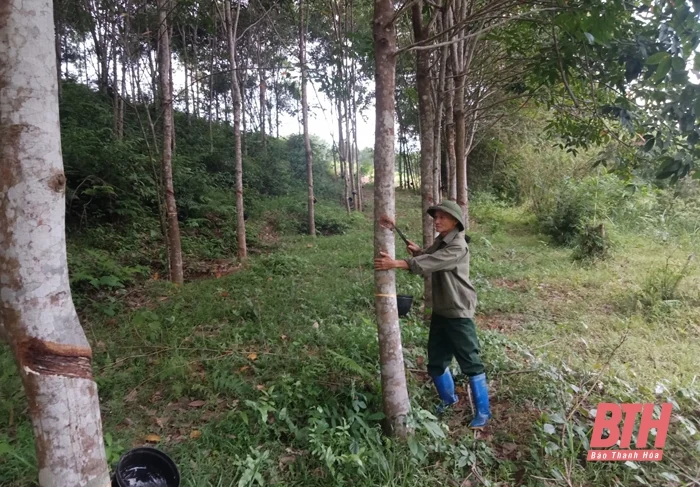 “Còn sức là còn lao động”