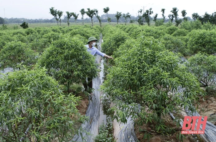 Hiệu quả kinh tế từ chuyển đổi cây trồng