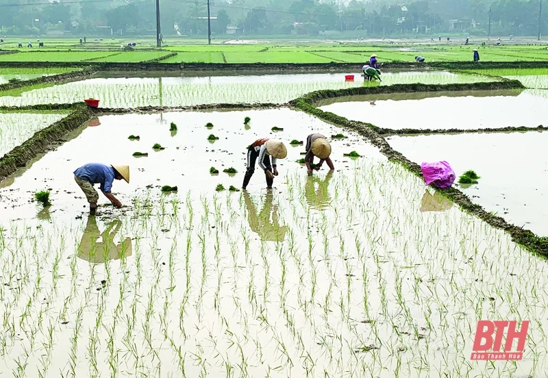 Huyện Thường Xuân tập trung sản xuất vụ đông xuân