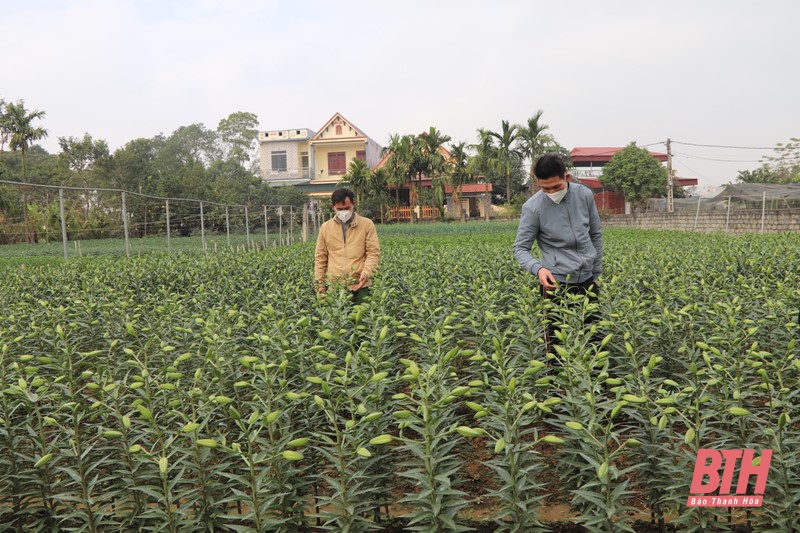 Năm 2022, huyện Yên Định phấn đấu tích tụ, tập trung 300 ha sản xuất nông nghiệp quy mô lớn, ứng dụng công nghệ cao