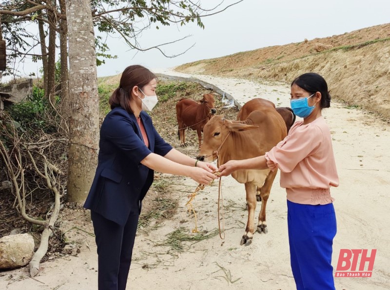 Hội LHPN huyện Thiệu Hóa trao bê vàng cho hội viên khó khăn