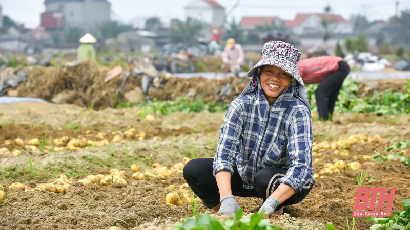 Nông dân Nga Trung thu hoạch khoai tây vụ Đông Xuân