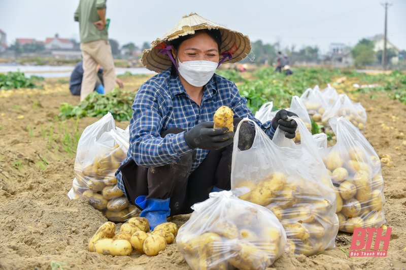 Nông dân Nga Trung thu hoạch khoai tây vụ Đông Xuân