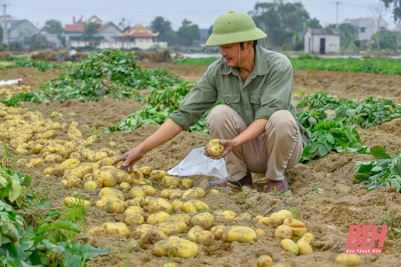 Nông dân Nga Trung thu hoạch khoai tây vụ Đông Xuân