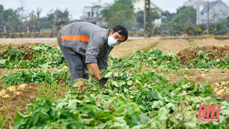 Nông dân Nga Trung thu hoạch khoai tây vụ Đông Xuân