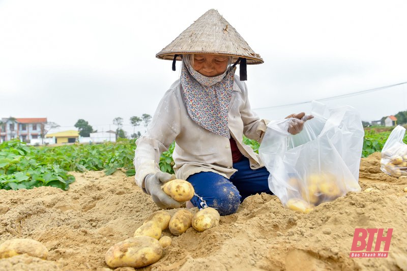 Nông dân Nga Trung thu hoạch khoai tây vụ Đông Xuân