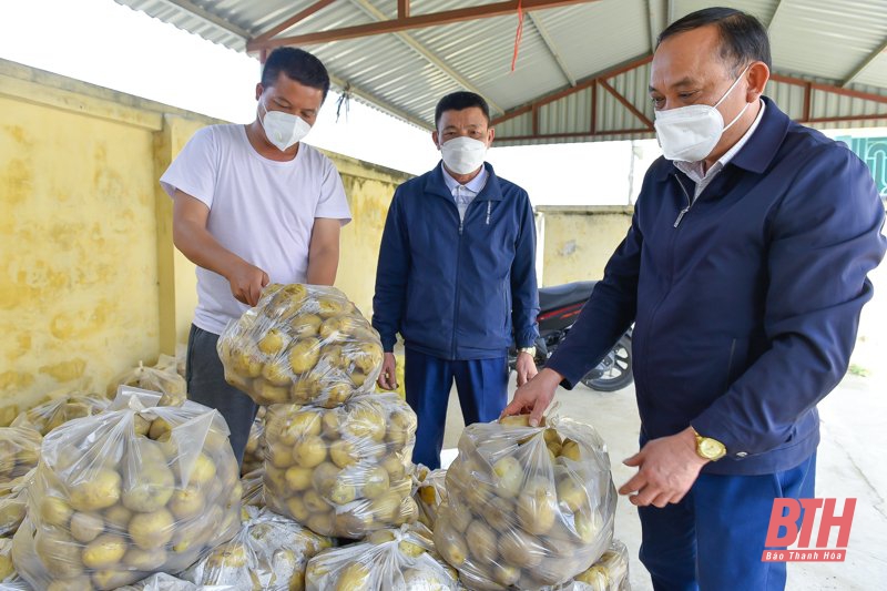 Nông dân Nga Trung thu hoạch khoai tây vụ Đông Xuân