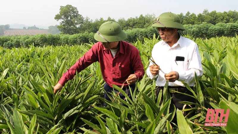Nâng cao hiệu quả hoạt động của HTX nông nghiệp