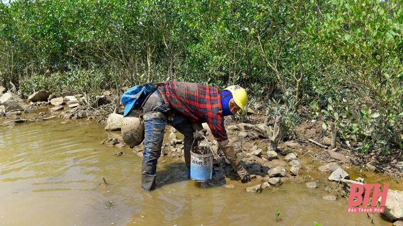 Mưu sinh dưới tán rừng ngập mặn