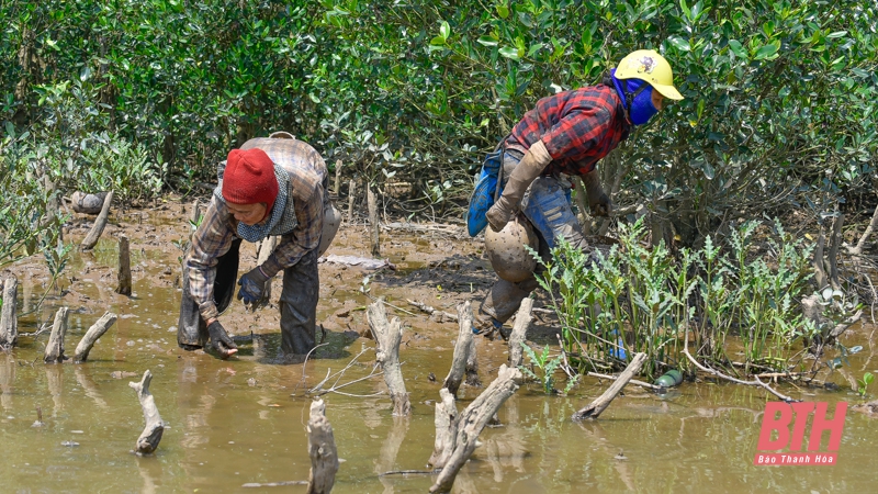 Mưu sinh dưới tán rừng ngập mặn