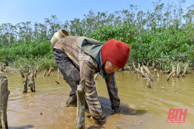 Mưu sinh dưới tán rừng ngập mặn