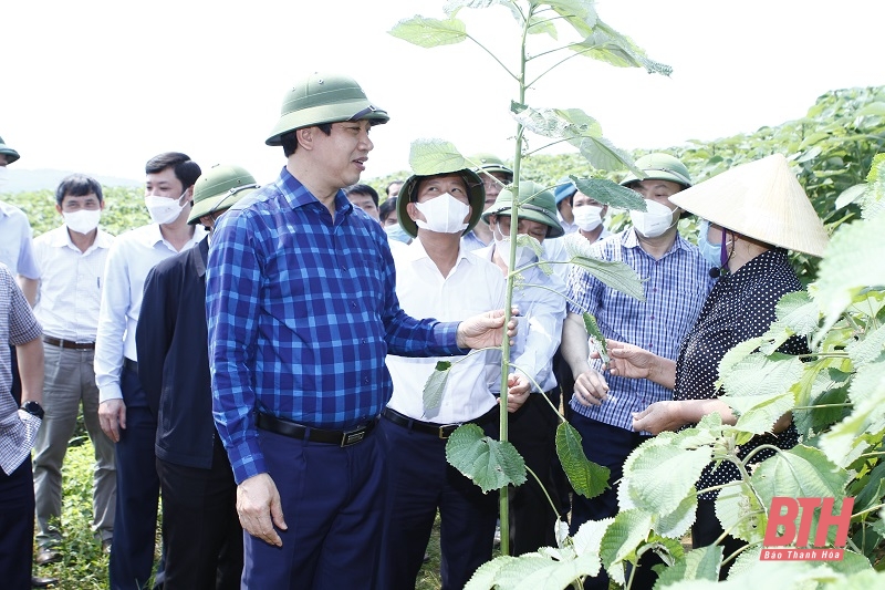 Đánh giá kết quả thực hiện cơ chế, chính sách phát triển cây gai xanh nguyên liệu trên địa bàn tỉnh Thanh Hóa