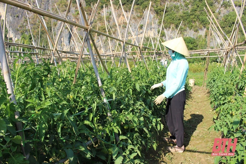 Huyện Cẩm Thủy phát triển kinh tế gắn với bảo đảm quốc phòng - an ninh