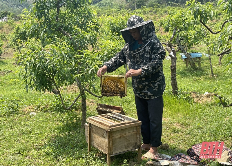 Phát triển bền vững nghề nuôi ong lấy mật