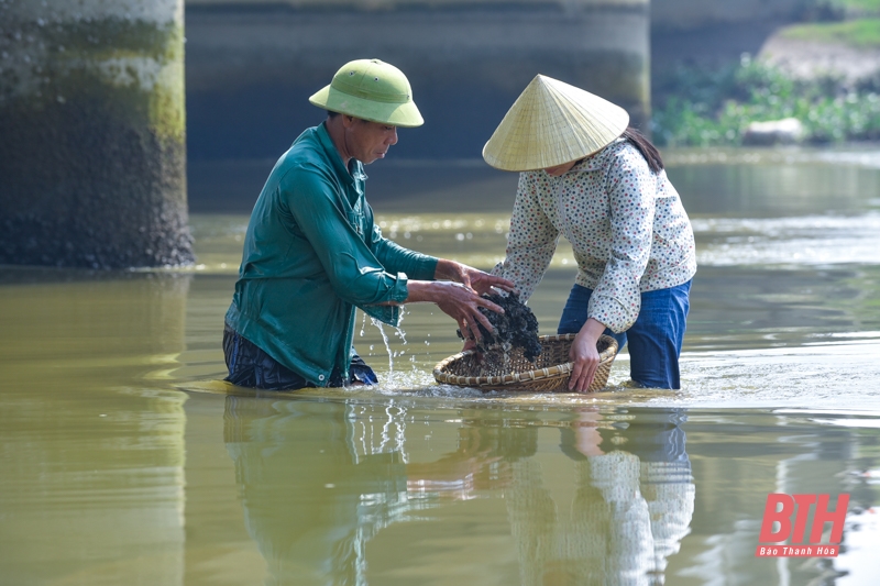 Nghề “săn” thức ăn cho tôm hùm