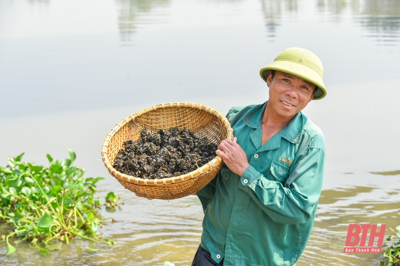 Nghề “săn” thức ăn cho tôm hùm