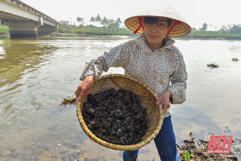 Nghề “săn” thức ăn cho tôm hùm