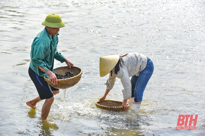 Nghề “săn” thức ăn cho tôm hùm