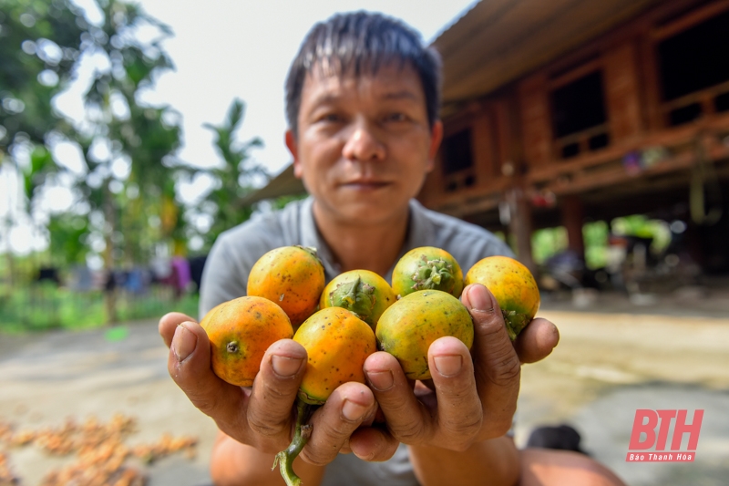 Nông dân người Mường làm giàu từ mô hình trồng cau