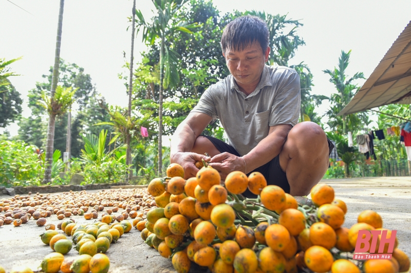 Nông dân người Mường làm giàu từ mô hình trồng cau