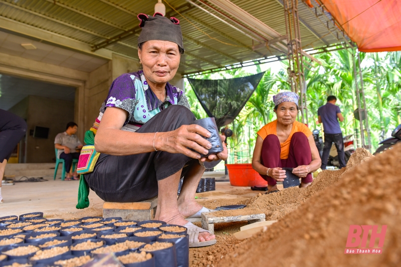 Nông dân người Mường làm giàu từ mô hình trồng cau