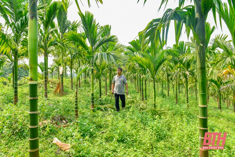 Nông dân người Mường làm giàu từ mô hình trồng cau