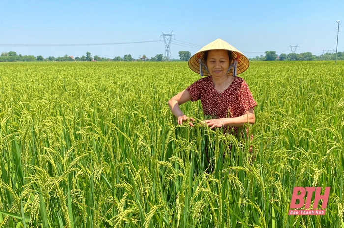 Hiệu quả cánh đồng sử dụng 1 giống lúa