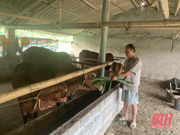 Chủ động phòng chống dịch bệnh cho đàn vật nuôi