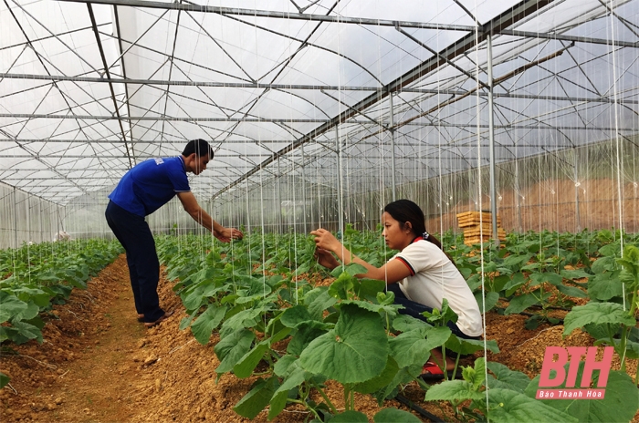 Hiệu quả mô hình sản xuất nông nghiệp hữu cơ, tuần hoàn, sinh thái, không chất thải