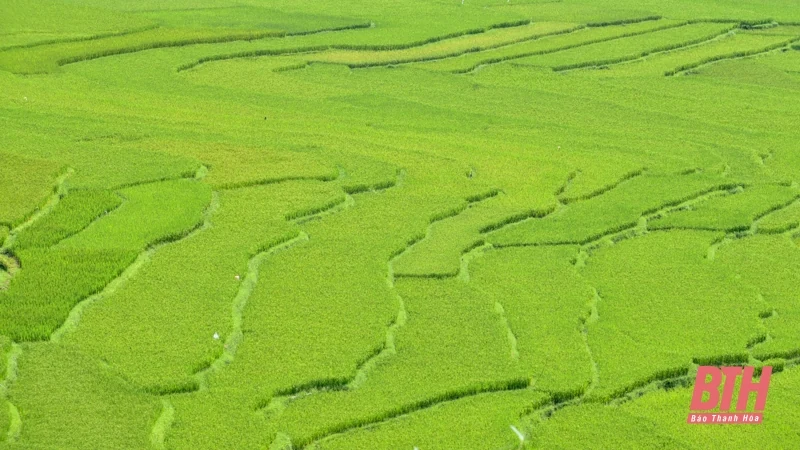 Pù Luông chuẩn bị vào mùa đẹp nhất trong năm