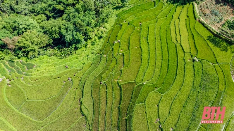Pù Luông chuẩn bị vào mùa đẹp nhất trong năm
