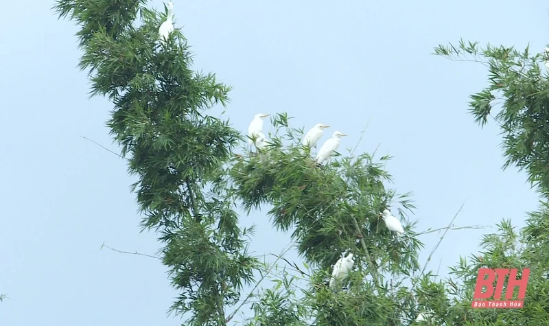 Thực hiện các giải pháp cấp bách để bảo tồn chim hoang dã, di cư
