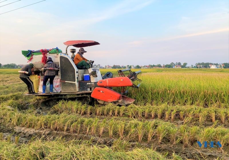 Nông dân Thanh Hóa dồn sức thu hoạch lúa đông xuân