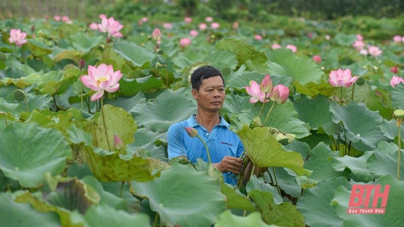 Mùa sen về trên đất Tây Đô