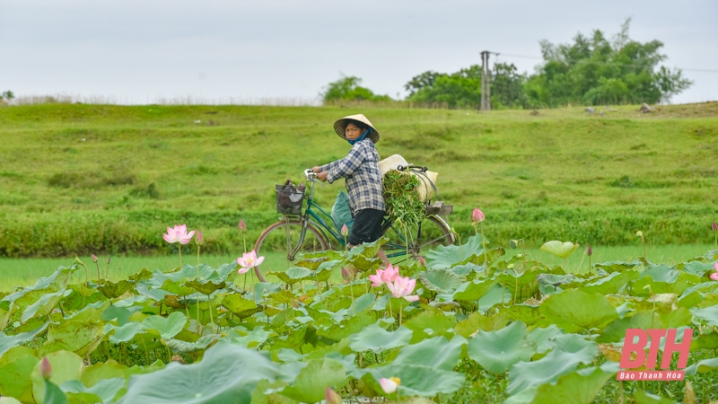 Mùa sen về trên đất Tây Đô