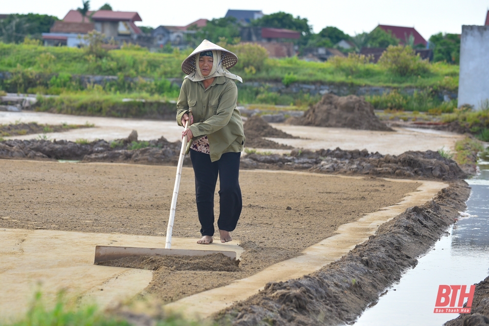 Diêm dân Thanh Hóa đội nắng nóng thu hoạch muối