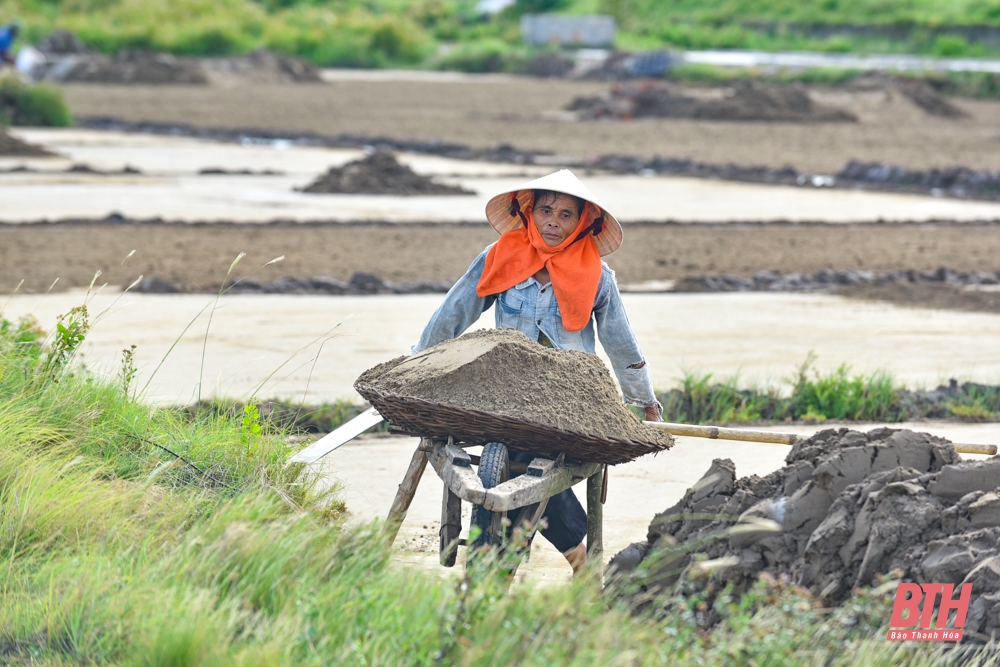 Diêm dân Thanh Hóa đội nắng nóng thu hoạch muối