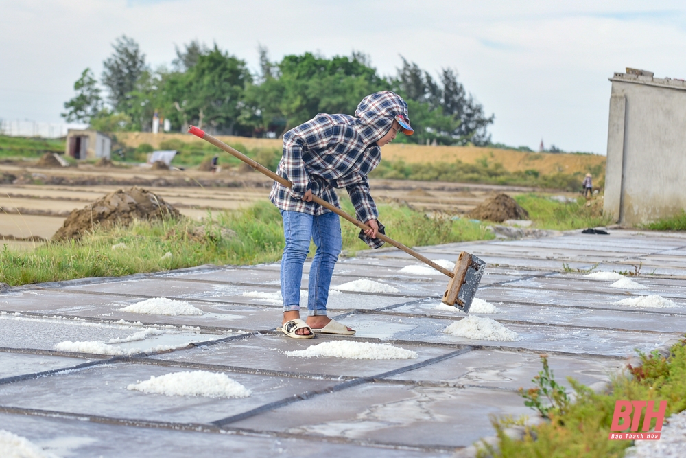 Diêm dân Thanh Hóa đội nắng nóng thu hoạch muối