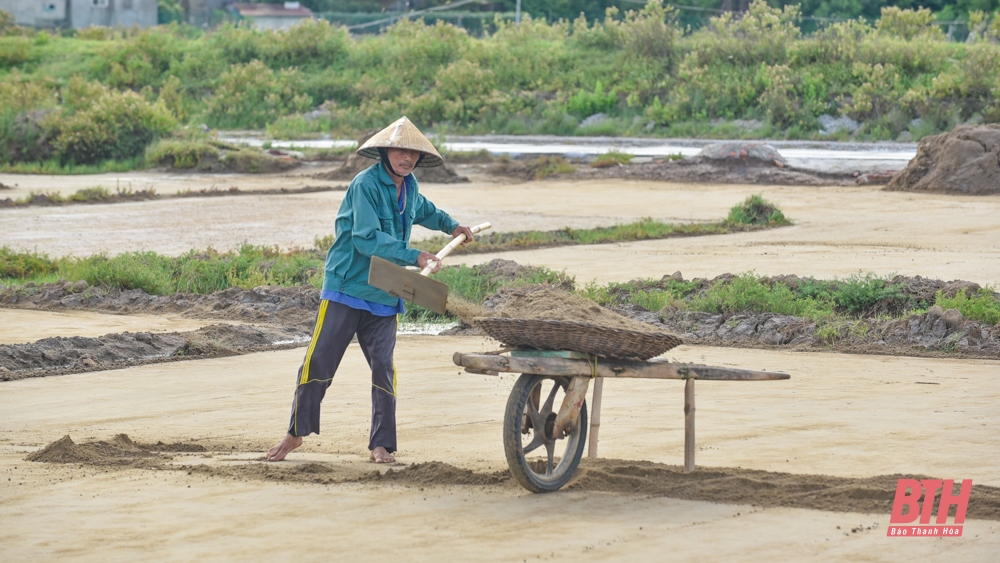 Diêm dân Thanh Hóa đội nắng nóng thu hoạch muối