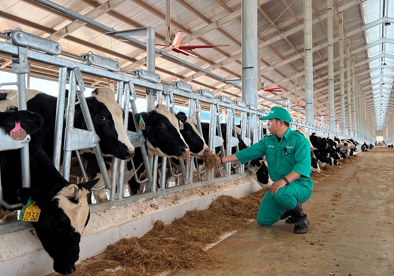 Trang trại Vinamilk Lao-Jagro tiếp nhận đàn bò sữa 1.000 con đầu tiên nhập khẩu từ mỹ