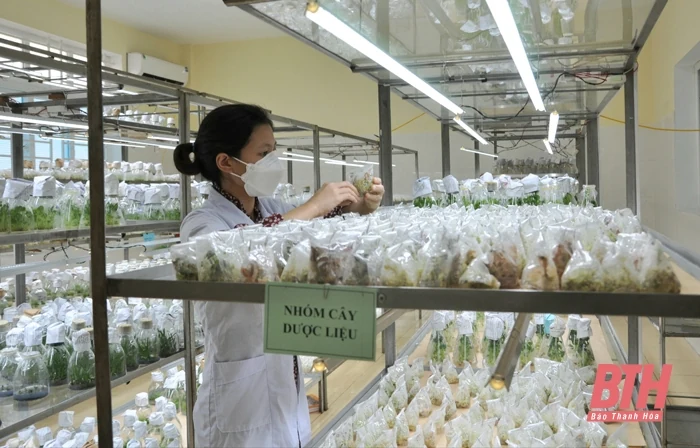 Hiệu quả từ việc ứng dụng, chuyển giao khoa học công nghệ tại Viện Nông nghiệp Thanh Hóa