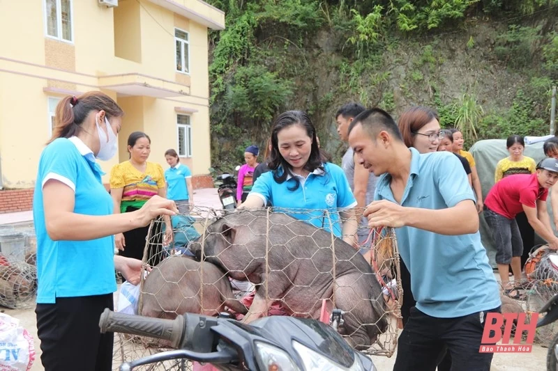 Ra mắt Tổ hợp tác chăn nuôi lợn nái đen sinh sản do phụ nữ làm chủ tại Quan Hóa