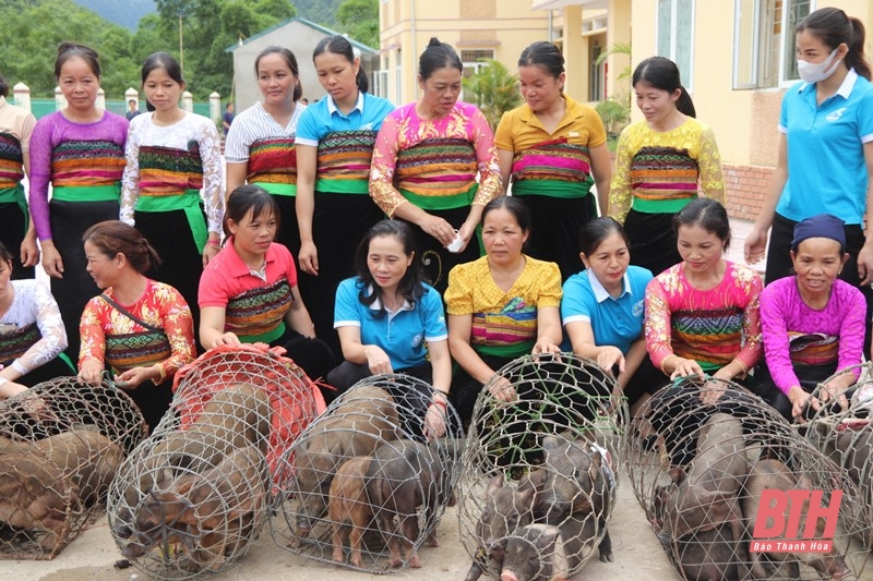 Ra mắt Tổ hợp tác chăn nuôi lợn nái đen sinh sản do phụ nữ làm chủ tại Quan Hóa