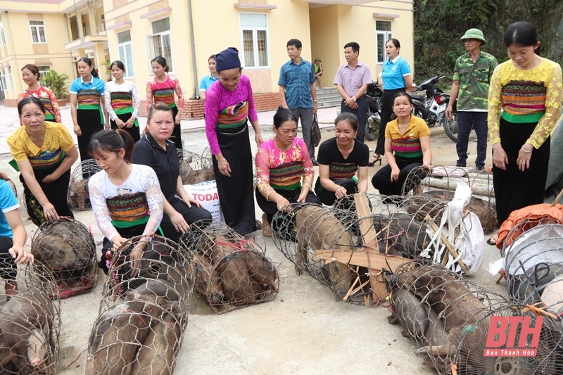 Ra mắt Tổ hợp tác chăn nuôi lợn nái đen sinh sản do phụ nữ làm chủ tại Quan Hóa
