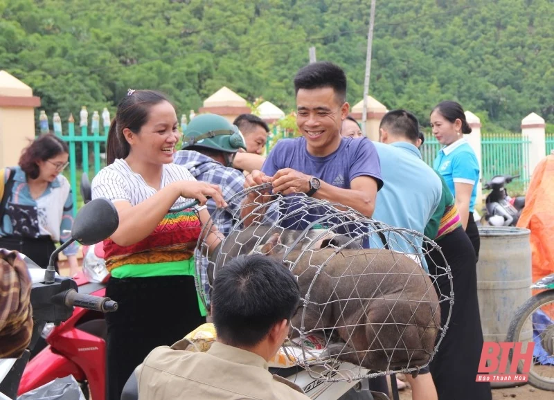 Ra mắt Tổ hợp tác chăn nuôi lợn nái đen sinh sản do phụ nữ làm chủ tại Quan Hóa