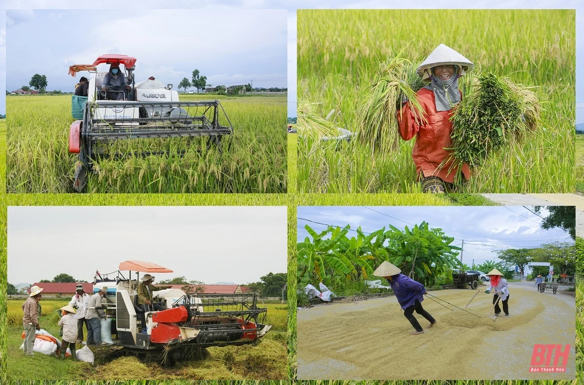 Sáng m88 trang chủ, chiều cây màu vụ đông