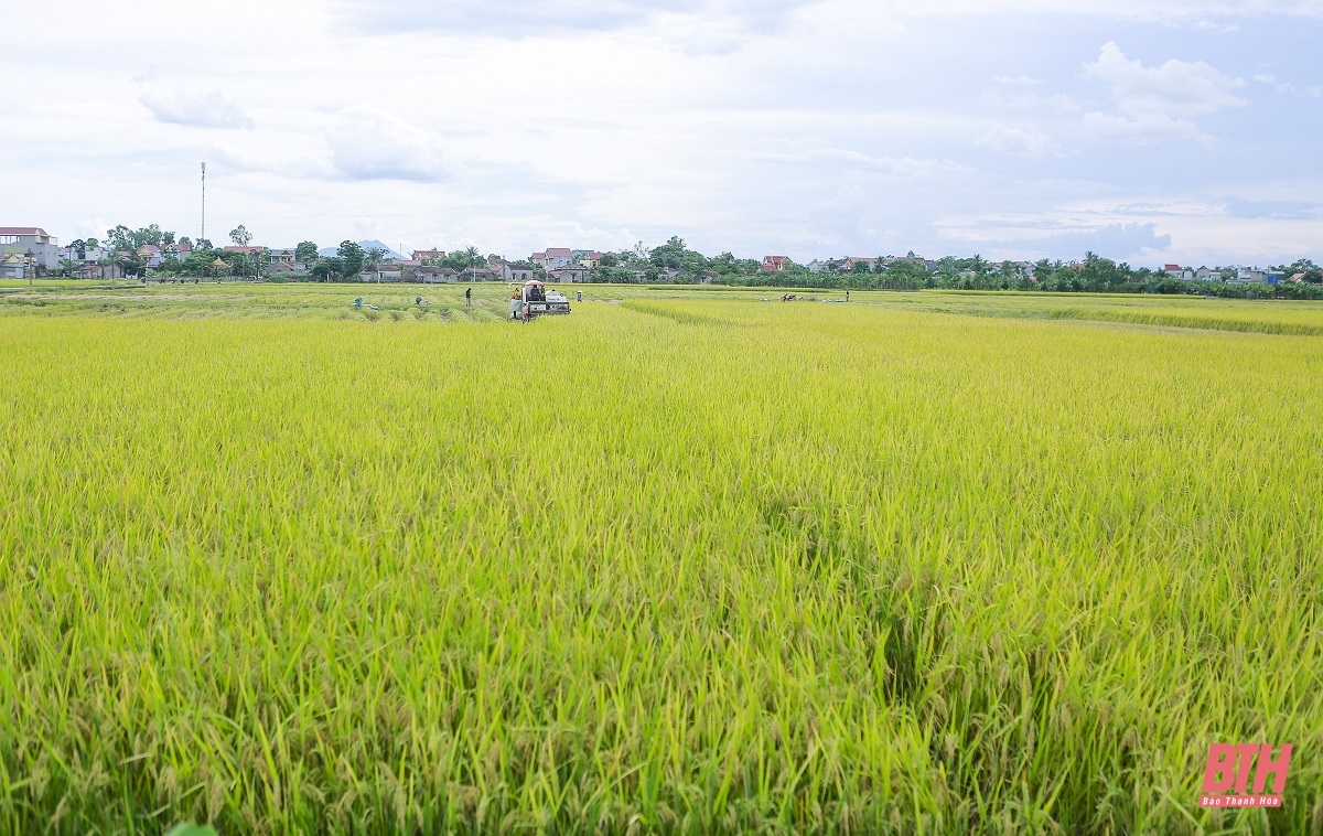 Sáng lúa, chiều cây màu vụ đông