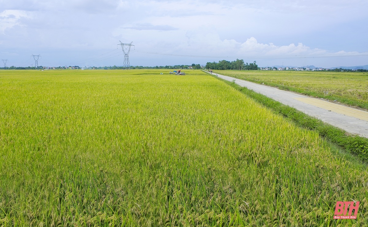 Sáng lúa, chiều cây màu vụ đông