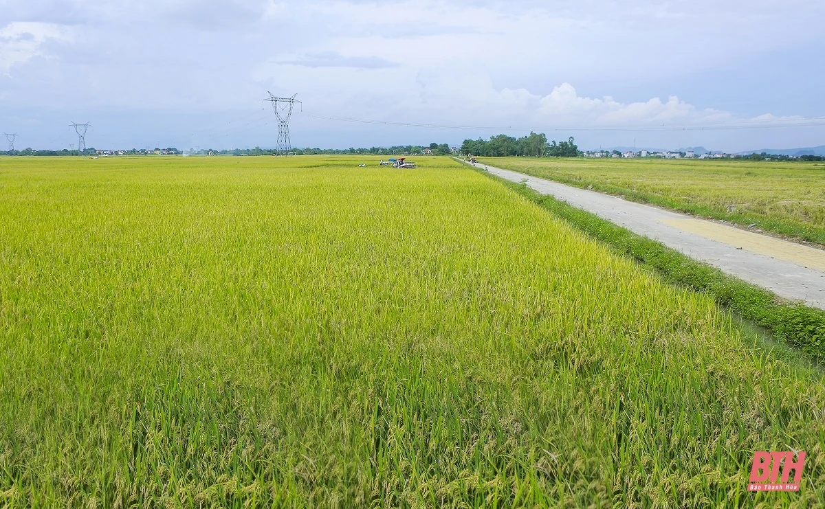 Sáng m88 trang chủ, chiều cây màu vụ đông