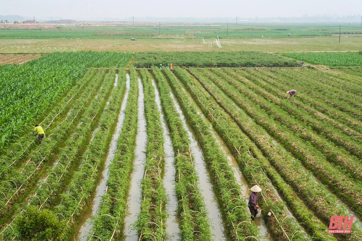 Sáng m88 trang chủ, chiều cây màu vụ đông